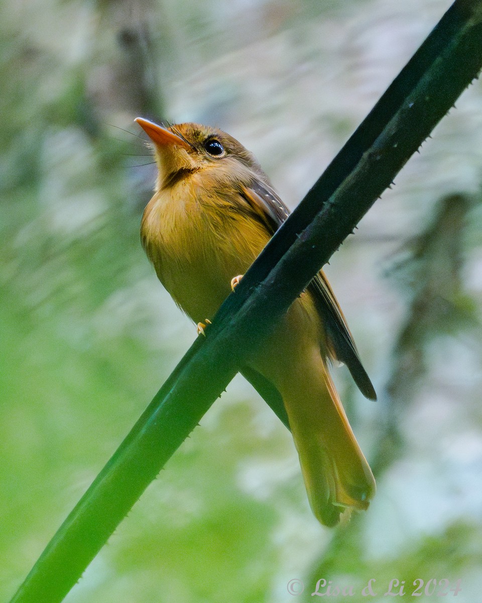 Atlantic Royal Flycatcher - ML627024779