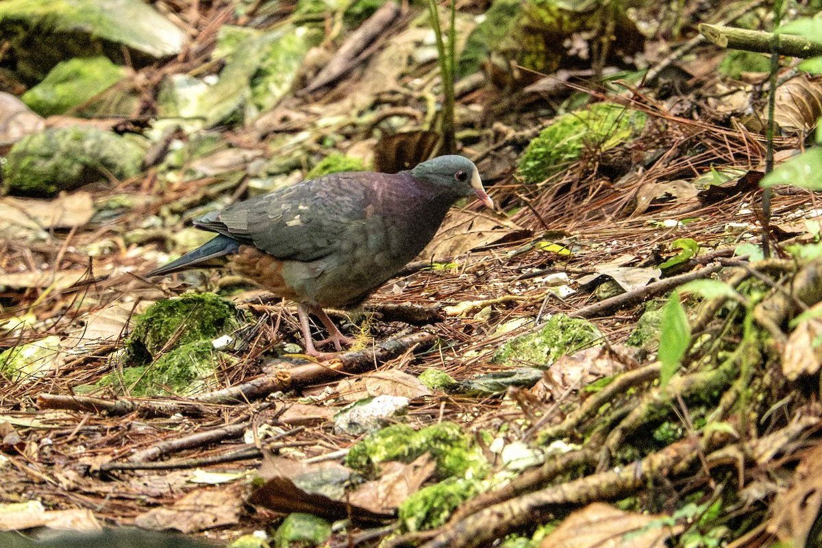 White-fronted Quail-Dove - ML627024975