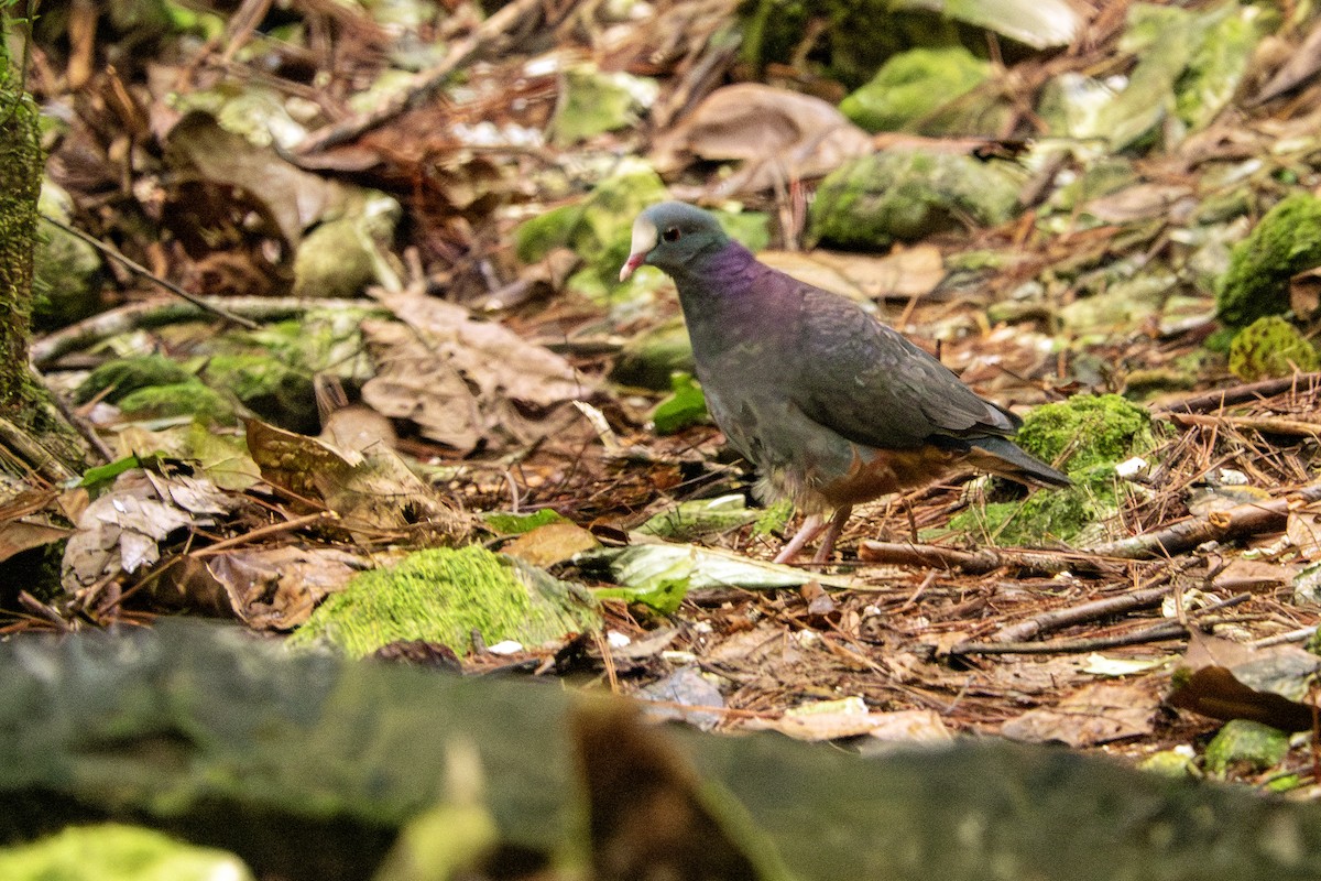 White-fronted Quail-Dove - ML627024976