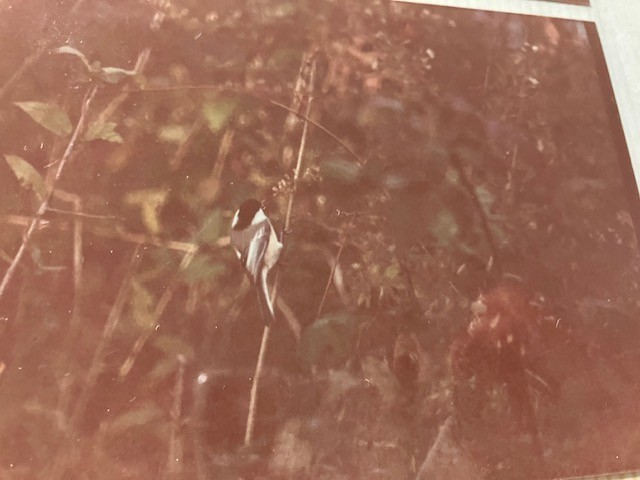 Black-capped Chickadee - ML627025042