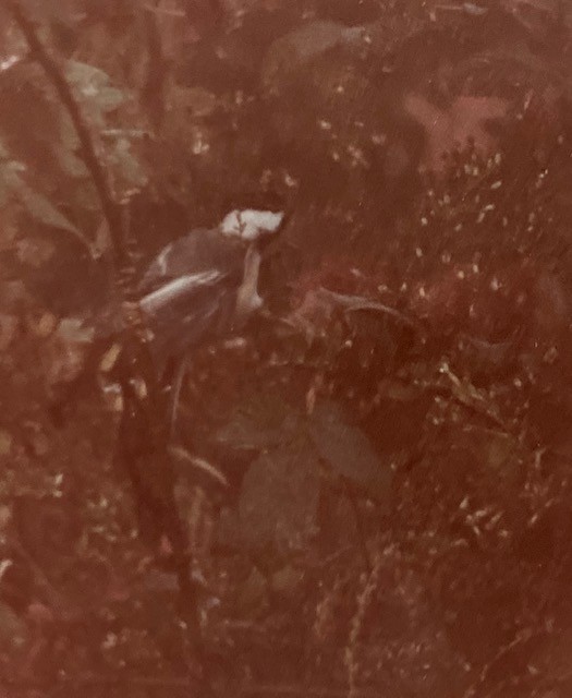 Black-capped Chickadee - ML627025043