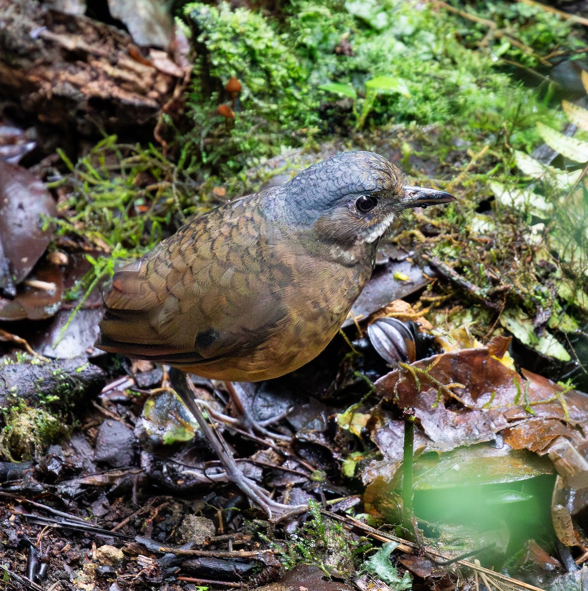 Moustached Antpitta - ML627025093