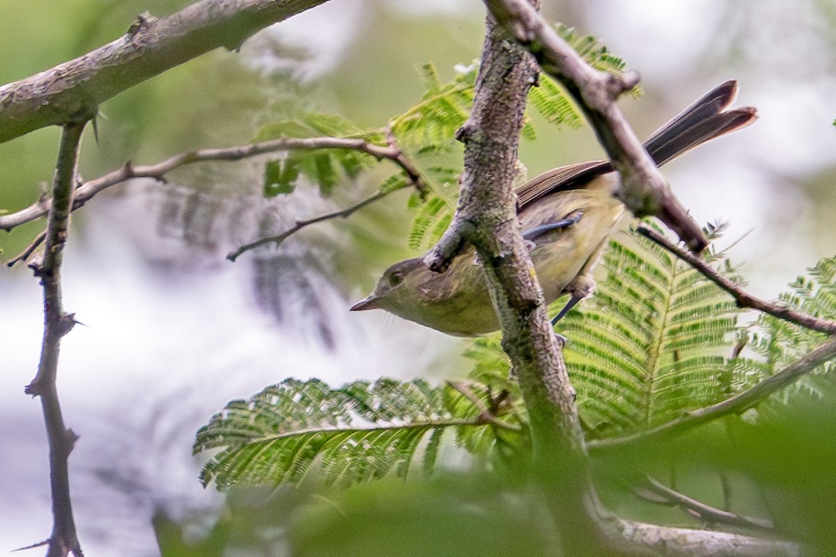 Vireo de la Española - ML627025230