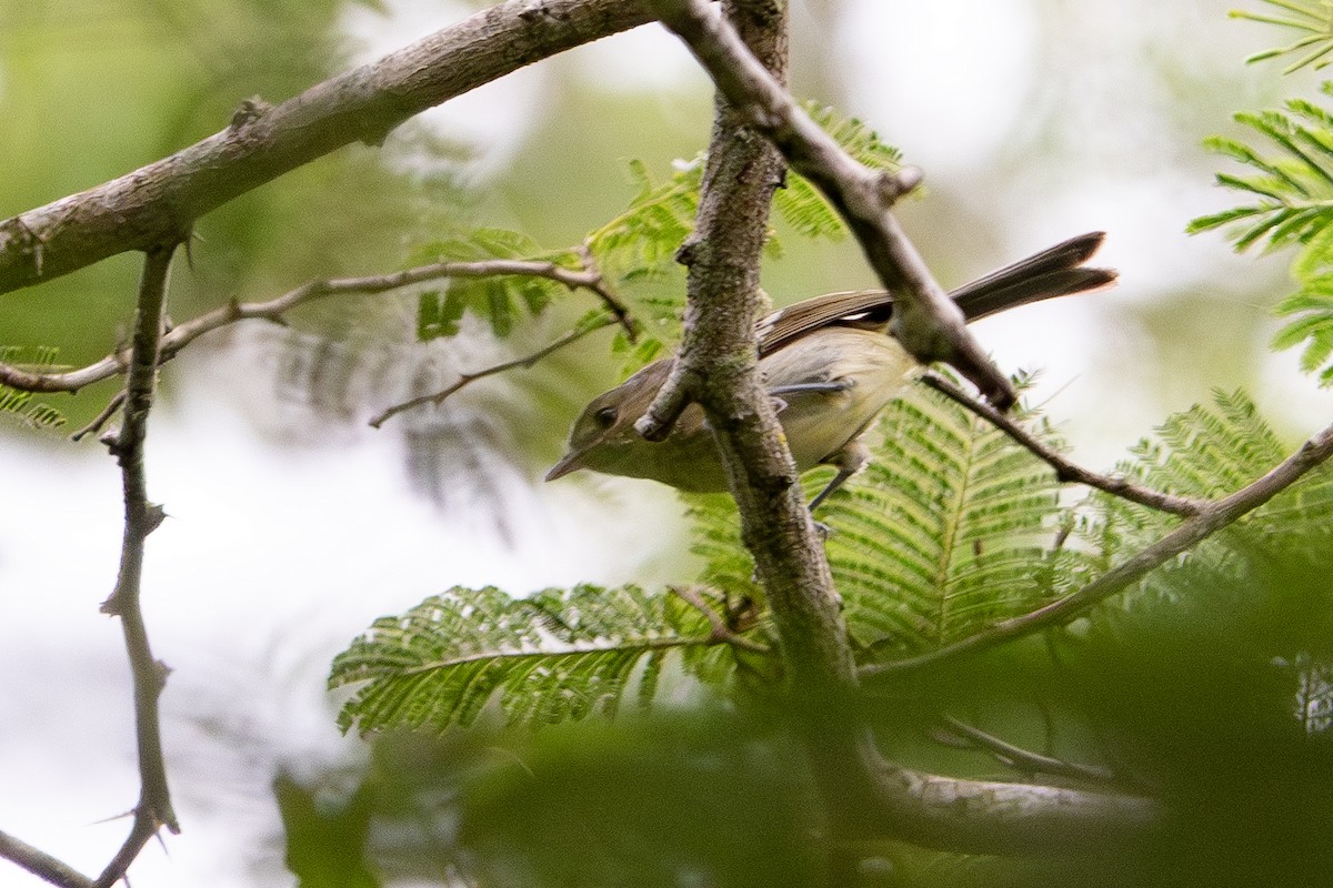 Vireo de la Española - ML627025231