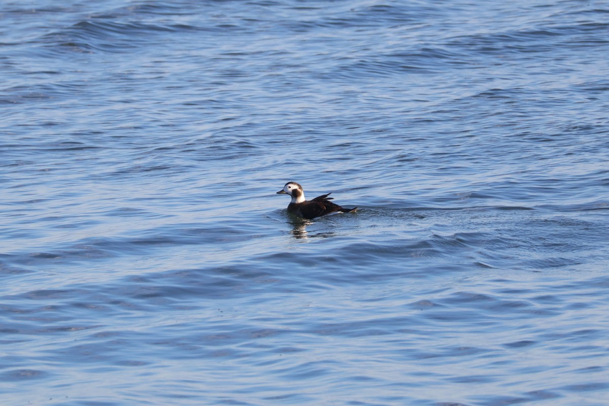 hoholka lední - ML627025235