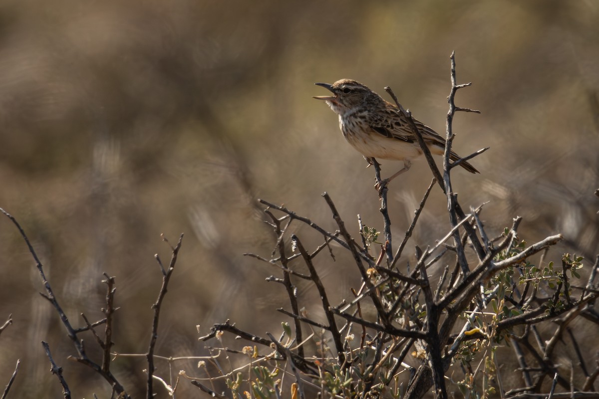 Sabota Lark - Antonio Rodriguez-Sinovas
