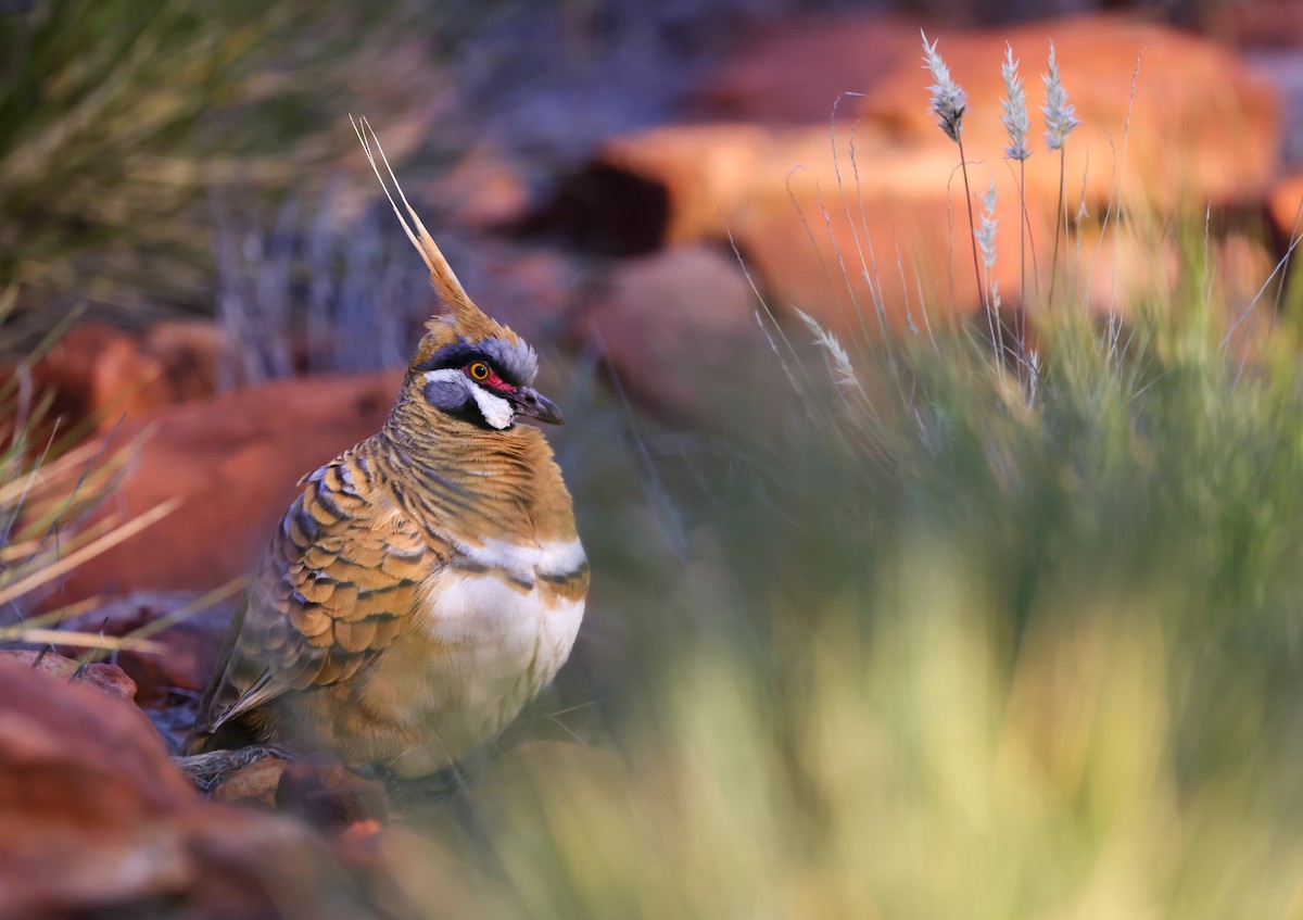 Spinifex Pigeon - ML627025423
