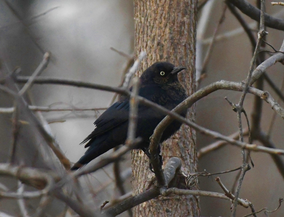 Rusty Blackbird - ML627025568