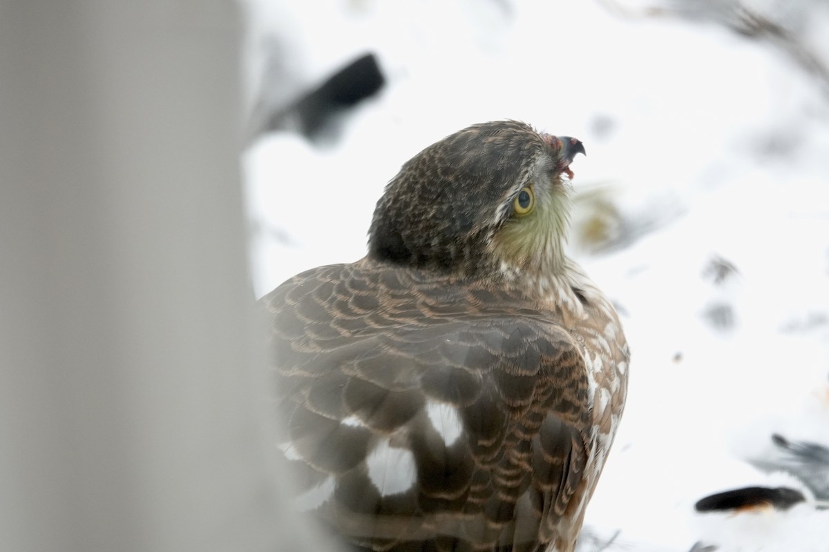 Sharp-shinned Hawk - ML627025569