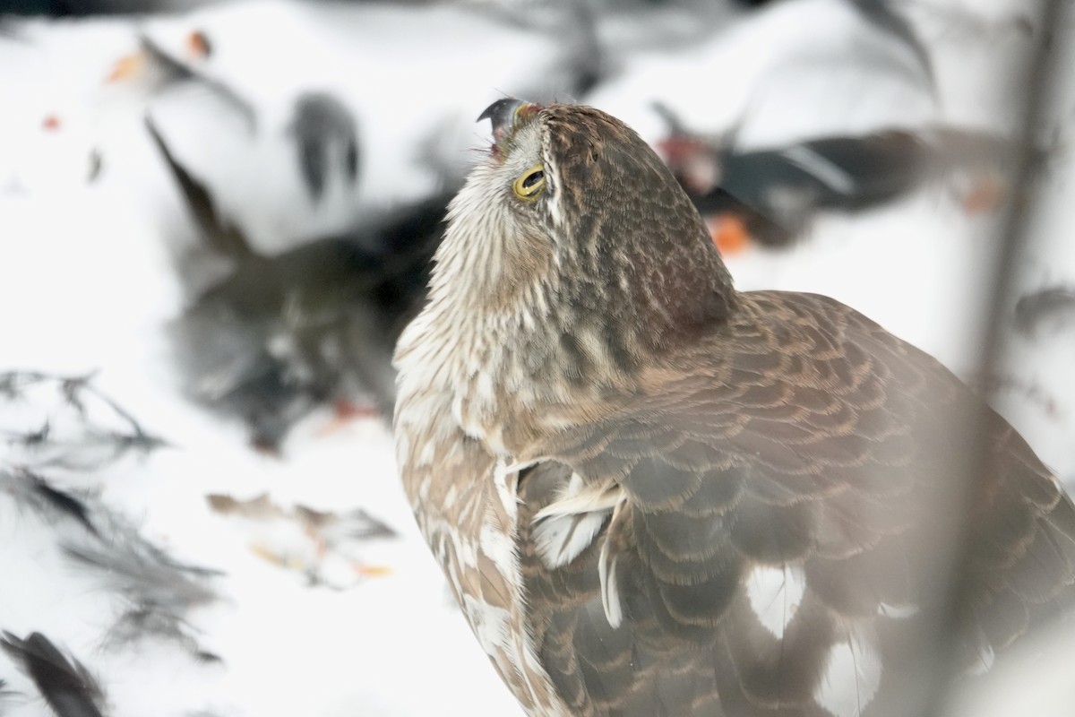 Sharp-shinned Hawk - ML627025570