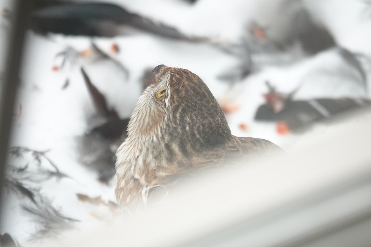 Sharp-shinned Hawk - ML627025571