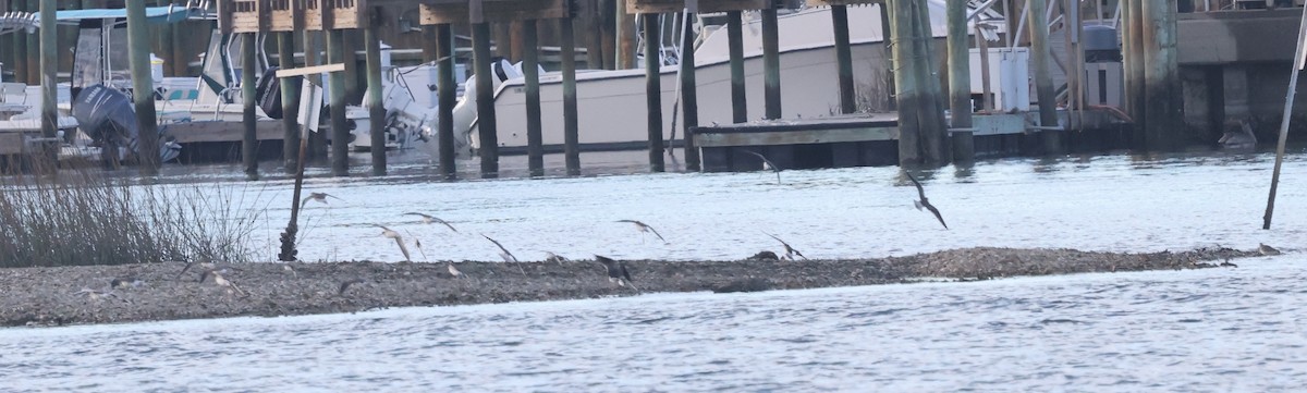 Lesser/Greater Yellowlegs - ML627025641