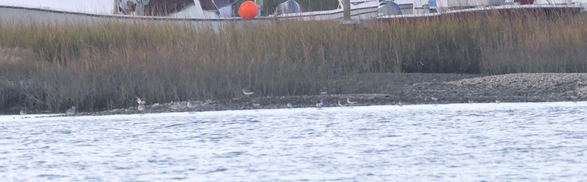 Lesser/Greater Yellowlegs - ML627025642