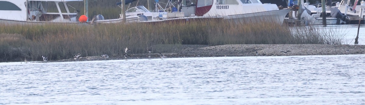 Lesser/Greater Yellowlegs - ML627025643