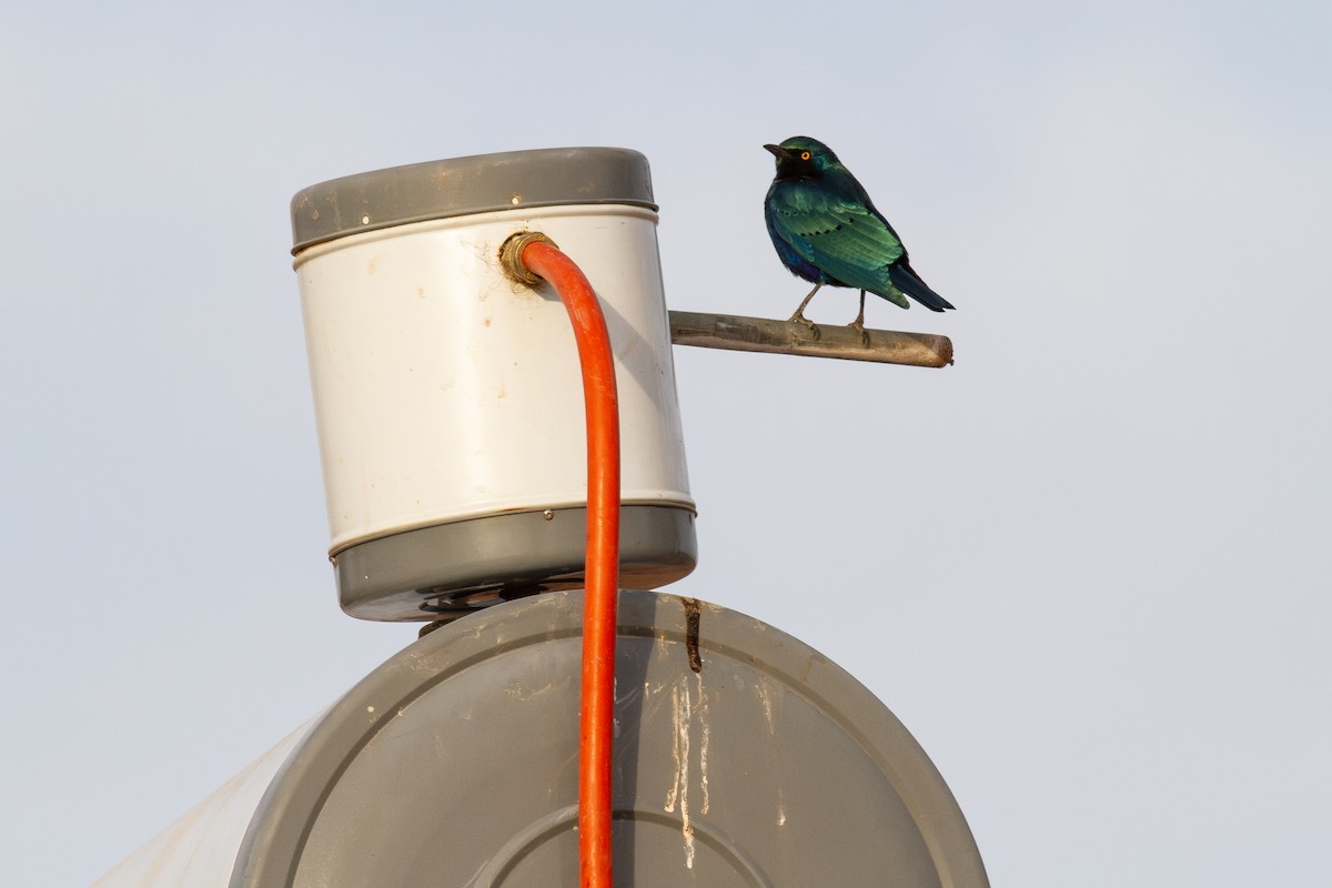 Greater Blue-eared Starling - ML627025739