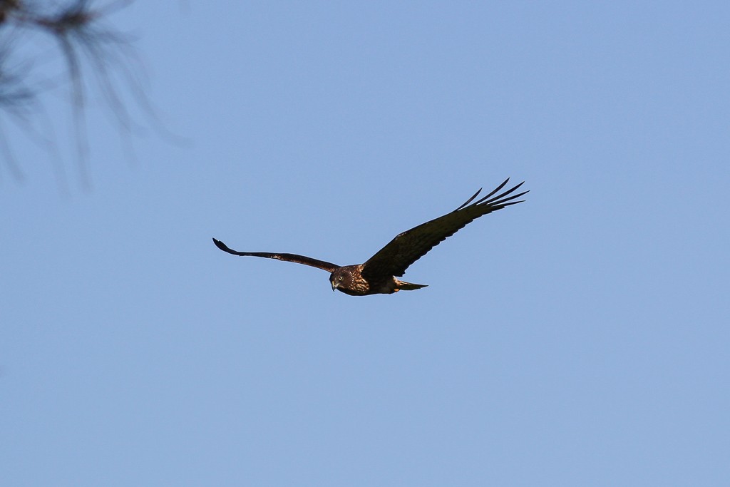 Swamp Harrier - ML62702581