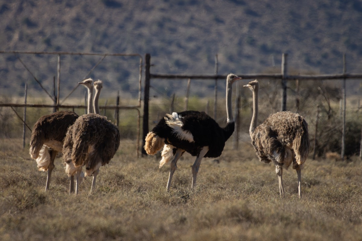 Common Ostrich - Antonio Rodriguez-Sinovas