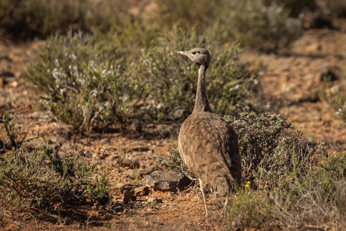 Karoo Bustard - ML627026024