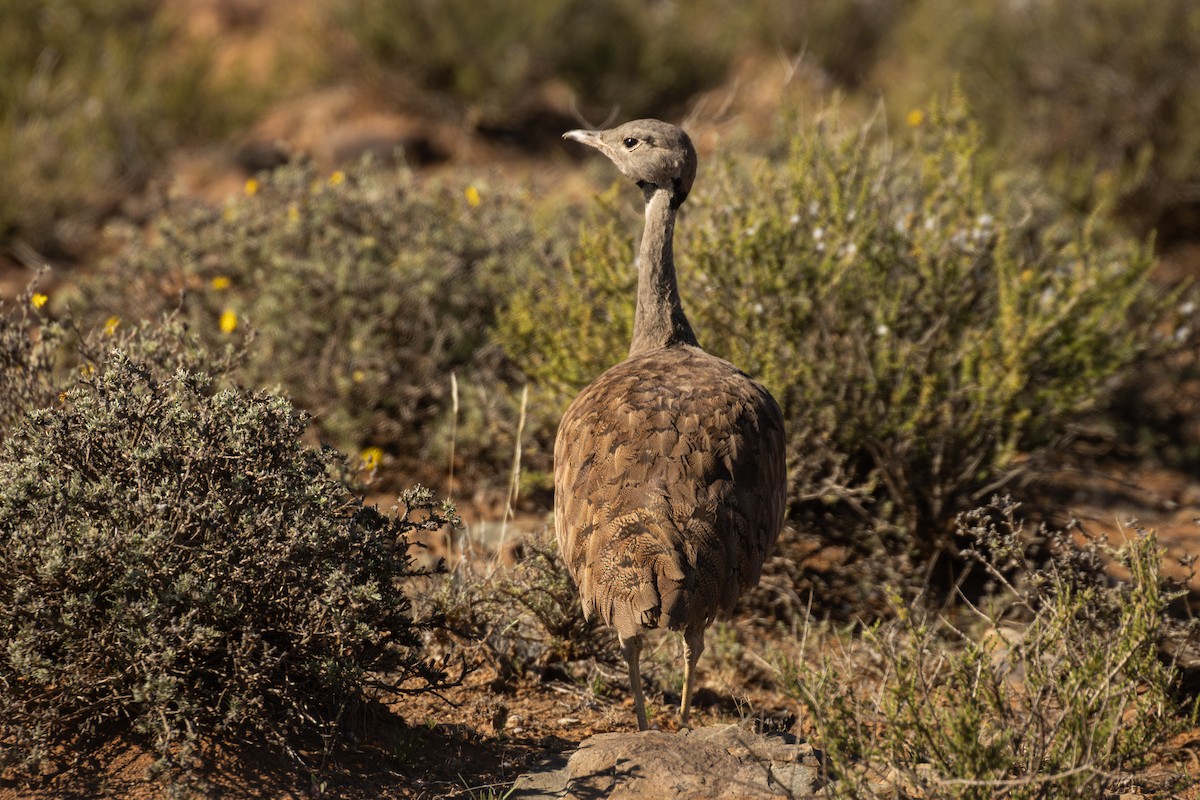 Karoo Bustard - Antonio Rodriguez-Sinovas