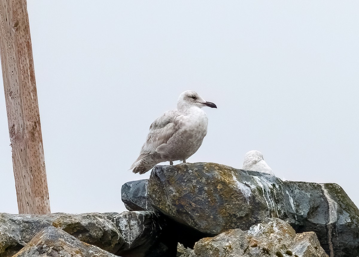 Gaviota de Bering - ML627026069