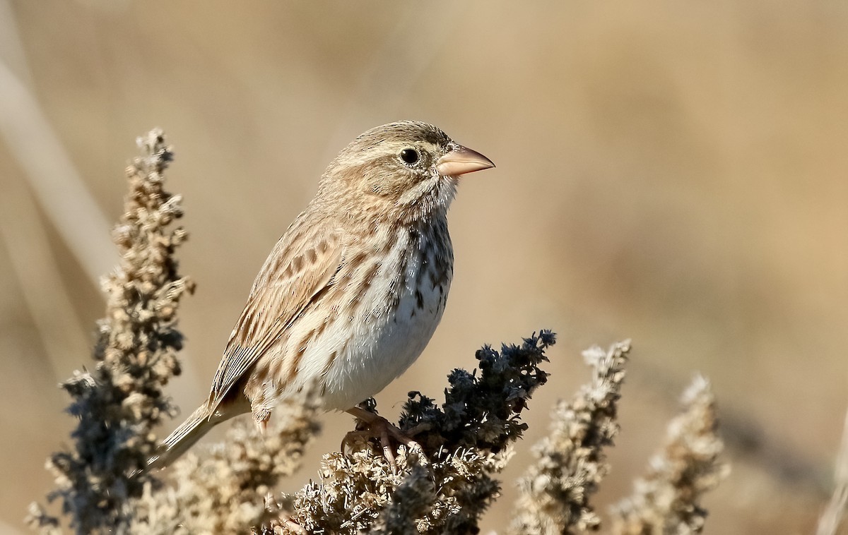 strnadec luční (ssp. rostratus/atratus) - ML627026330