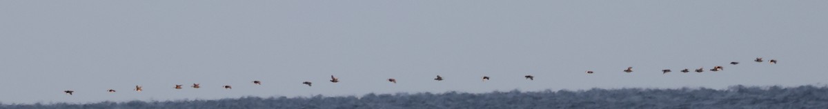 Surf/Black Scoter - ML627026451