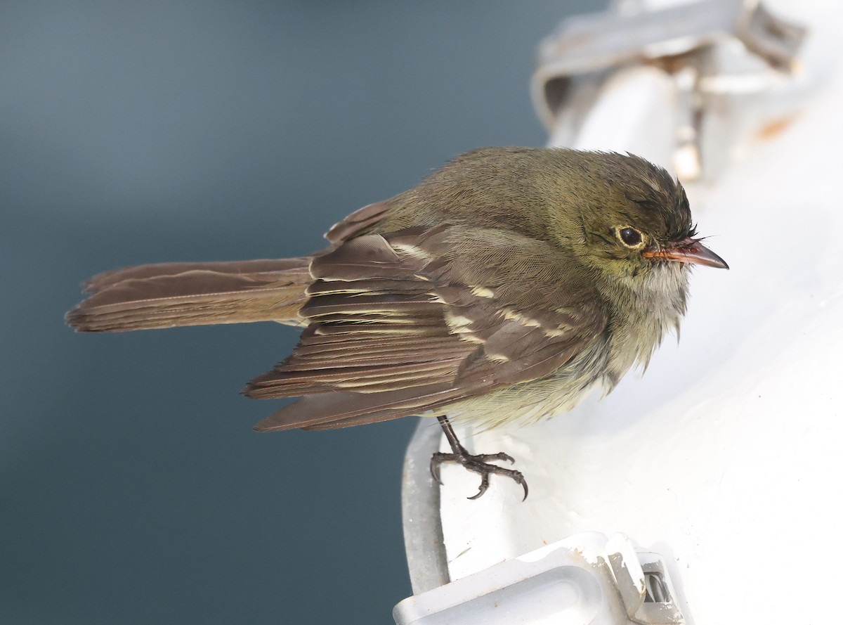 Small-billed Elaenia - ML627026480