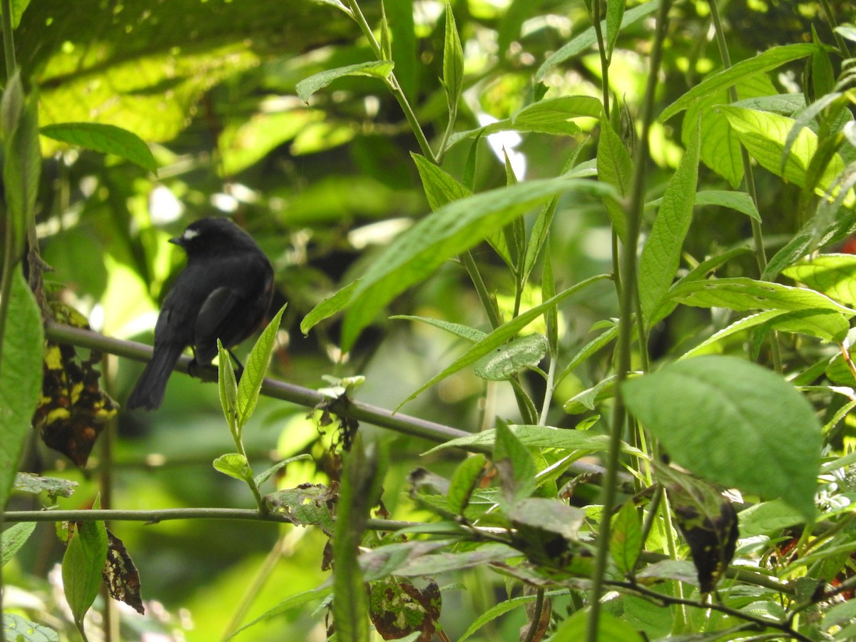 Chestnut-bellied Chat-Tyrant - ML627026505