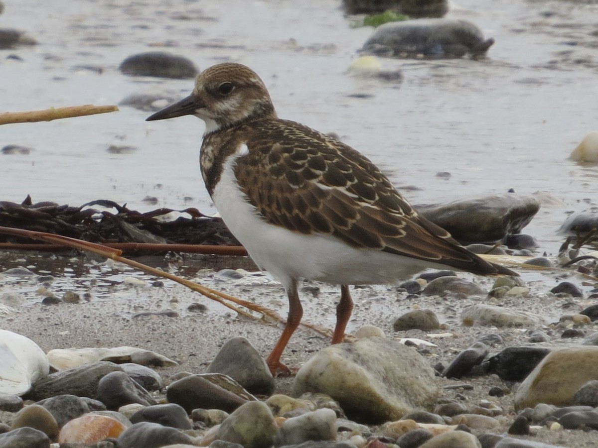 Ruddy Turnstone - ML627026565