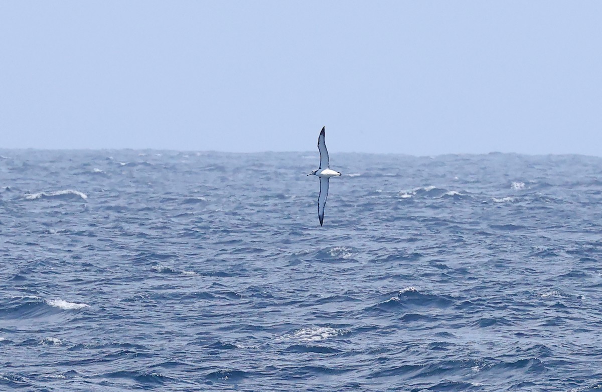 White-capped Albatross - ML627026673