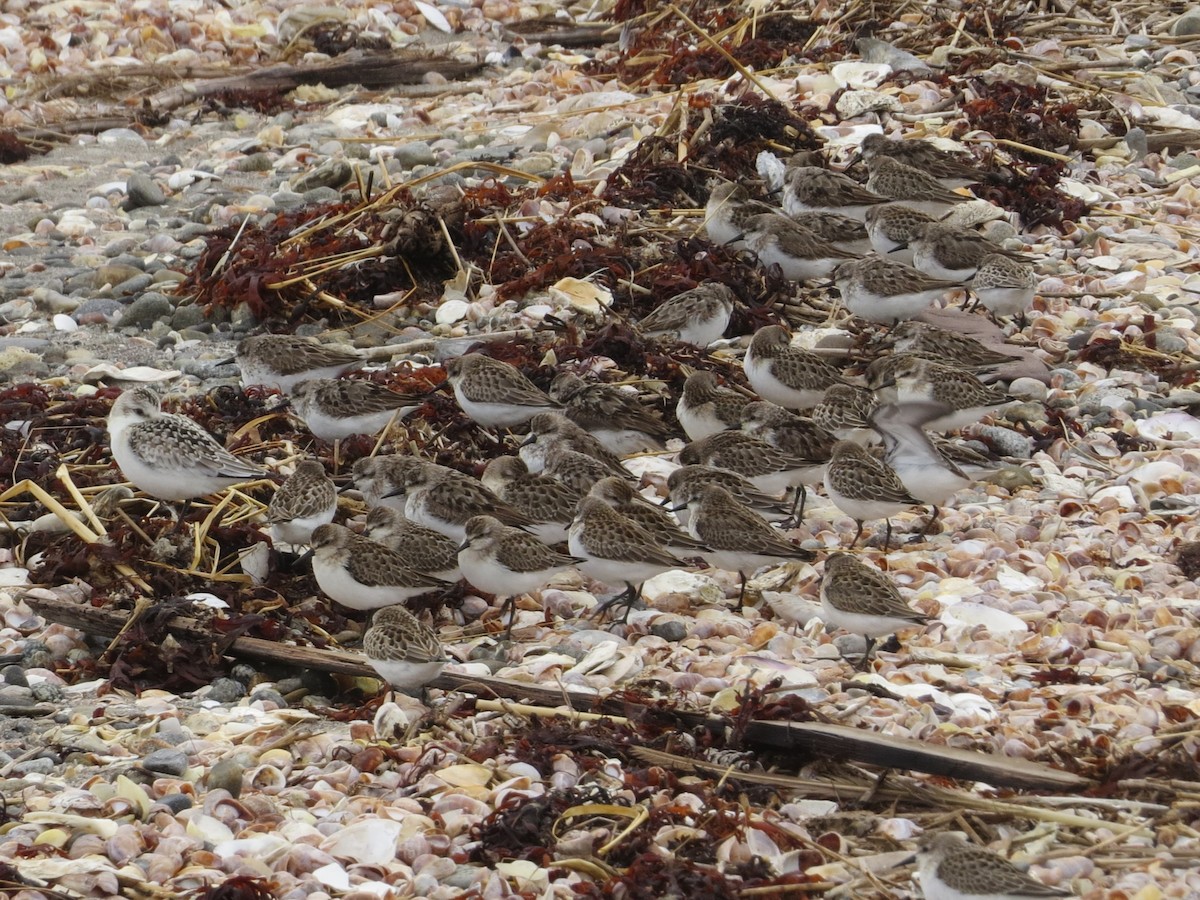 Semipalmated Sandpiper - ML627026755