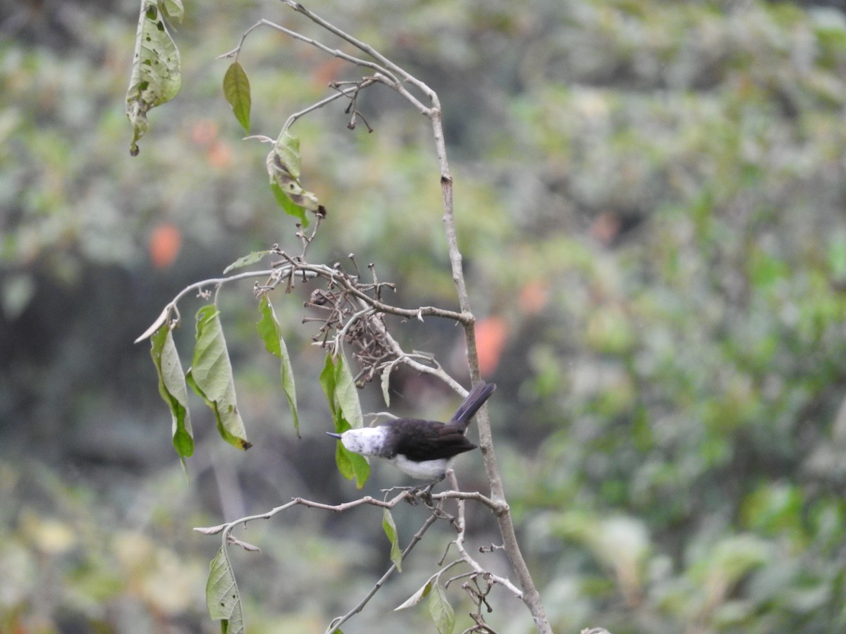 White-headed Wren - ML627026880