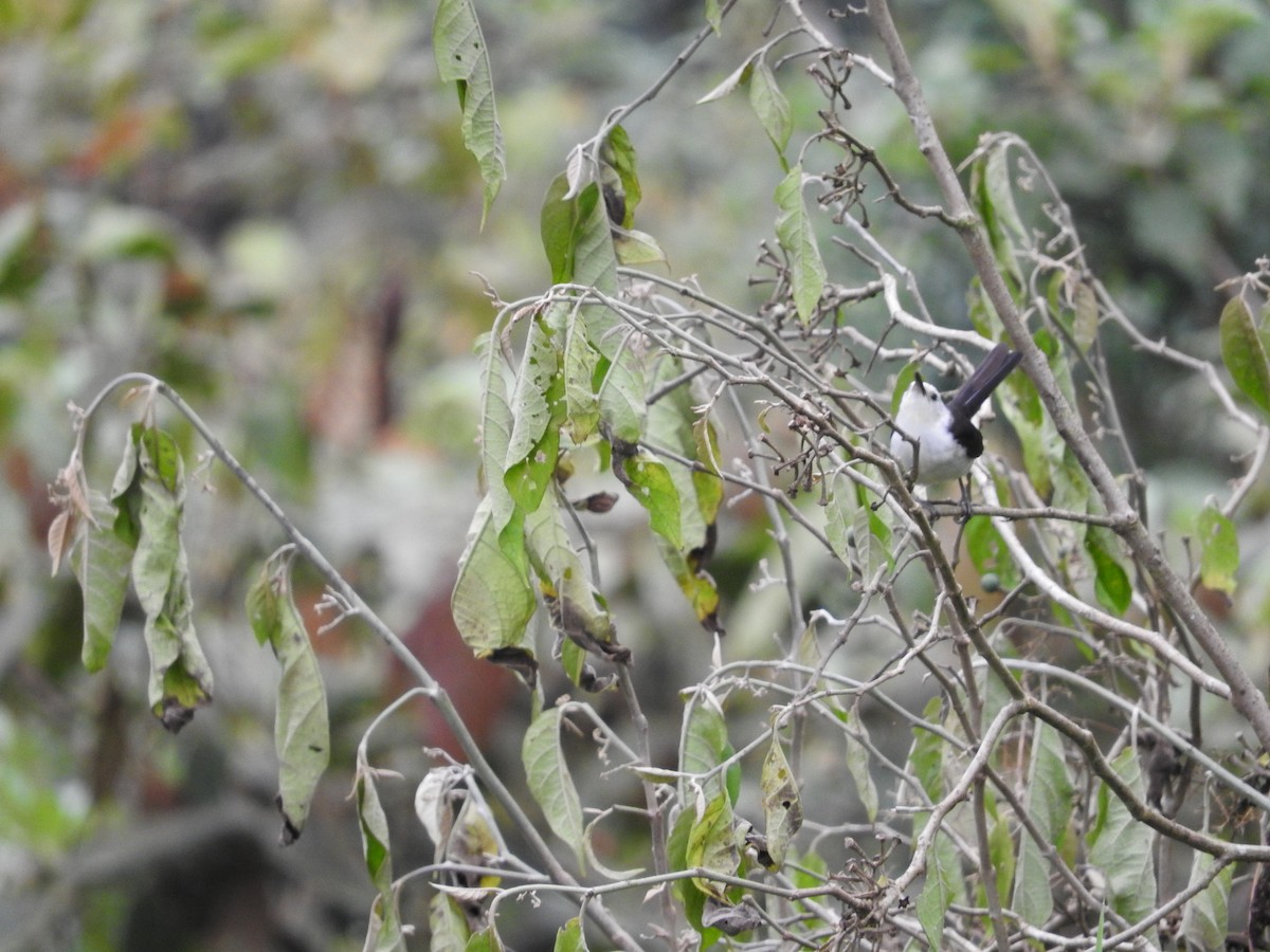 White-headed Wren - ML627026881