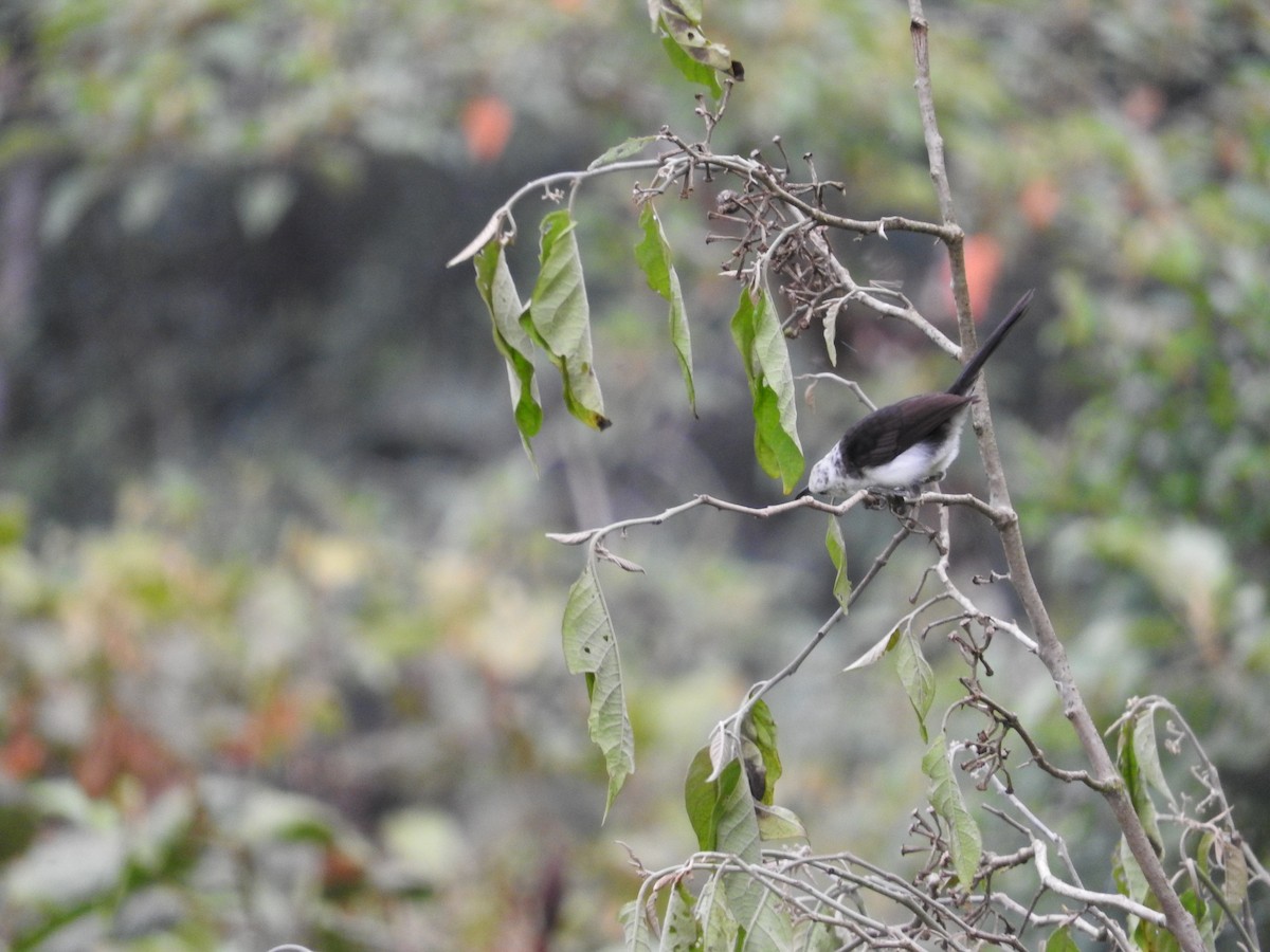 White-headed Wren - ML627026882