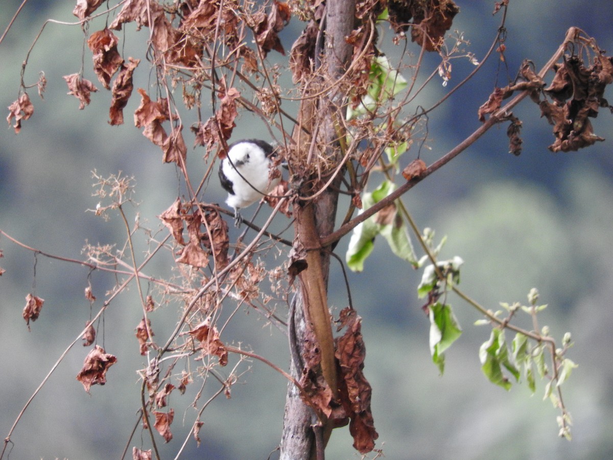 White-headed Wren - ML627026883