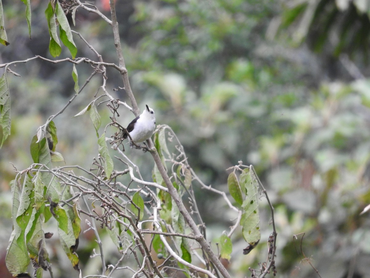 White-headed Wren - ML627026885