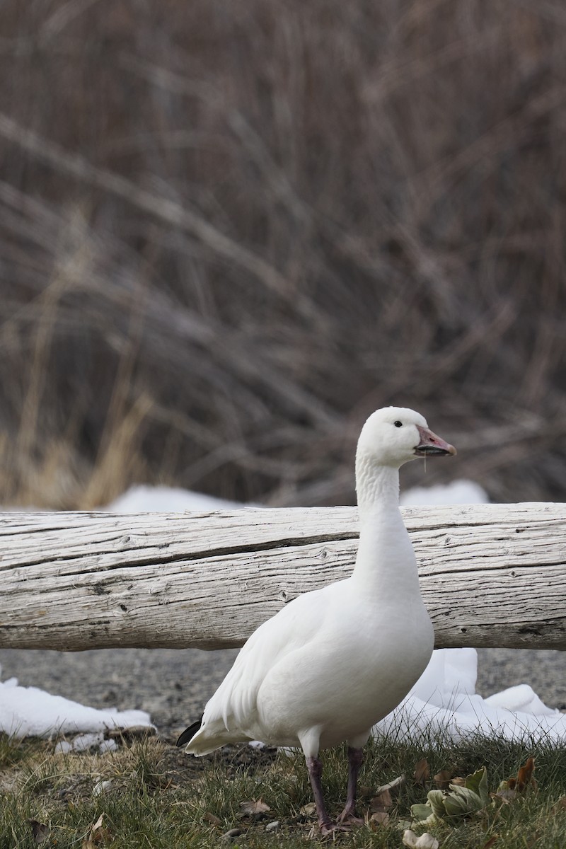 Snow Goose - ML627026990