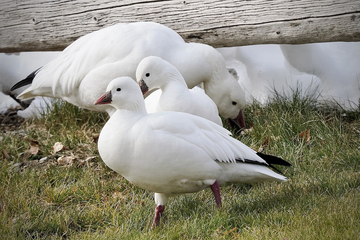 Snow/Ross's Goose - ML627027006