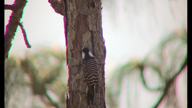 Red-cockaded Woodpecker - ML627027264