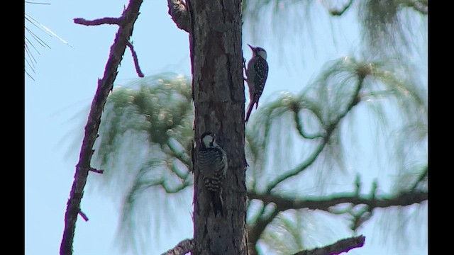 Red-cockaded Woodpecker - ML627027325