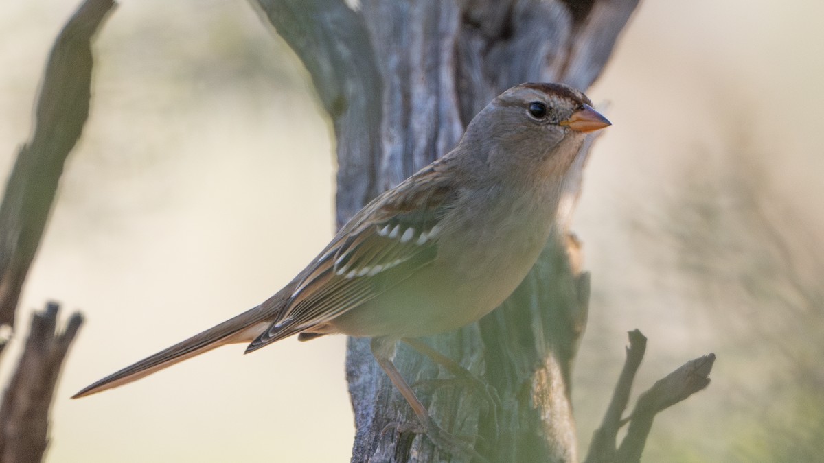 White-crowned Sparrow - ML627027346