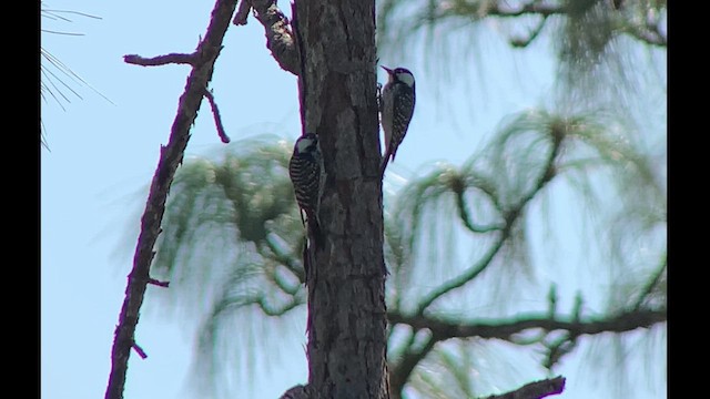 Red-cockaded Woodpecker - ML627027455