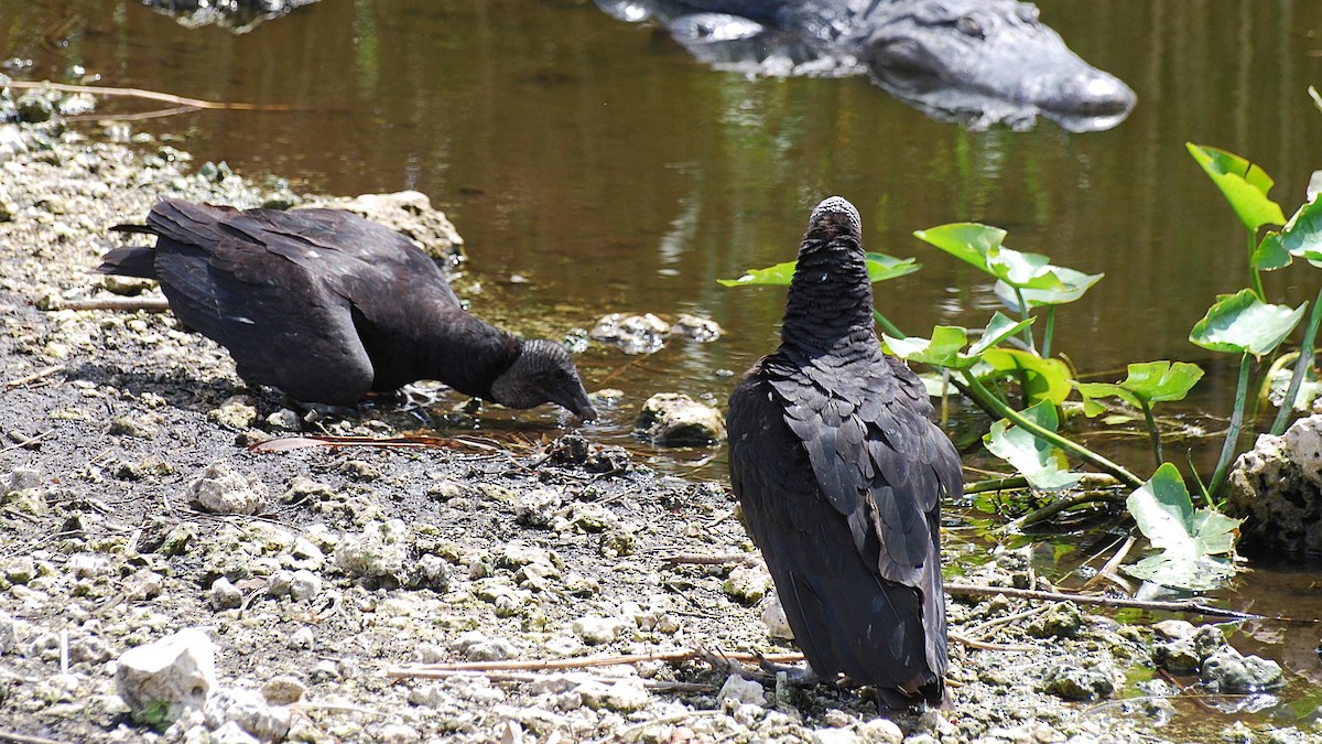 Black Vulture - ML627027615