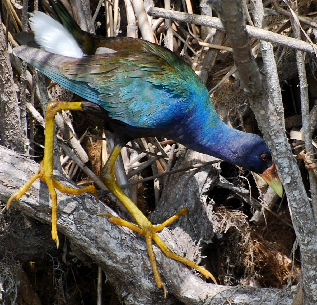 Purple Gallinule - ML627027630