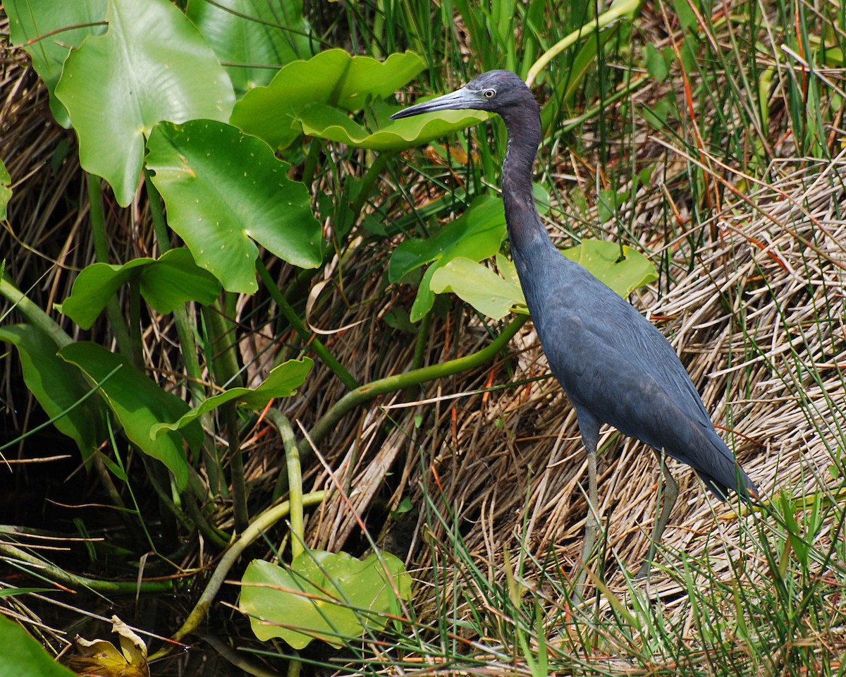 Little Blue Heron - ML627027791