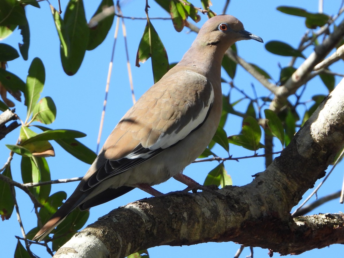 White-winged Dove - ML627027827
