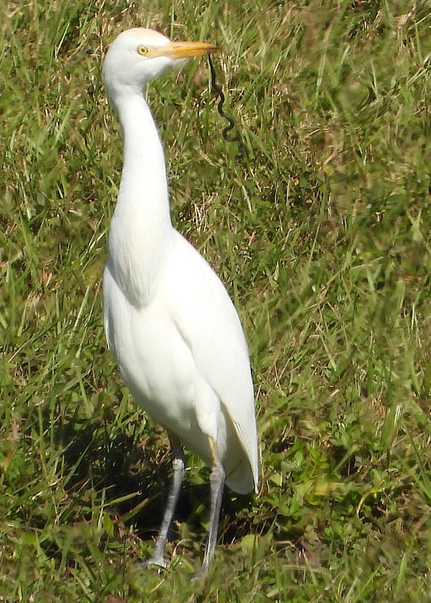 Western Cattle-Egret - ML627027852
