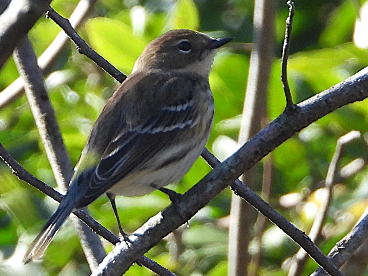 Yellow-rumped Warbler - ML627027872