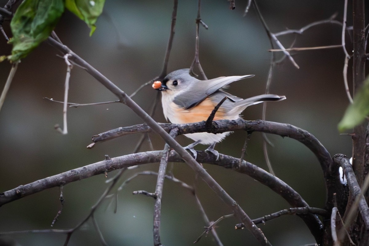 Tufted Titmouse - ML627027934