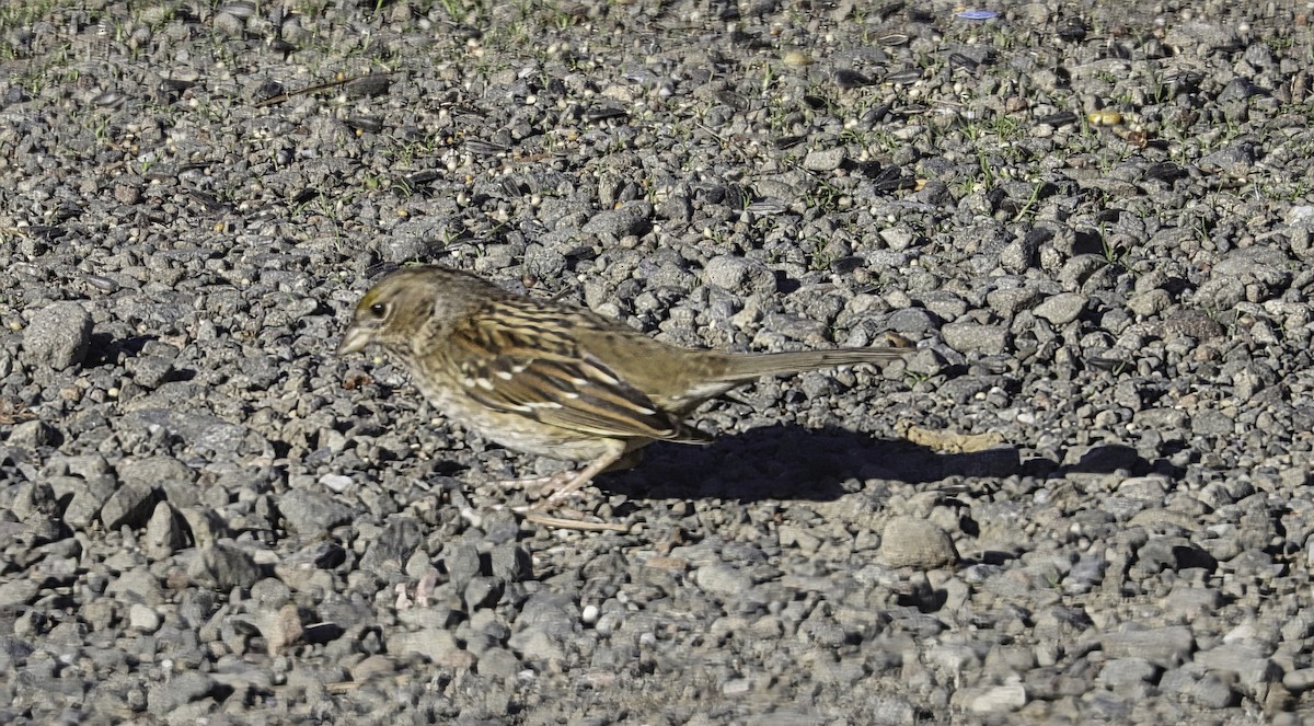 Golden-crowned Sparrow - ML627028121